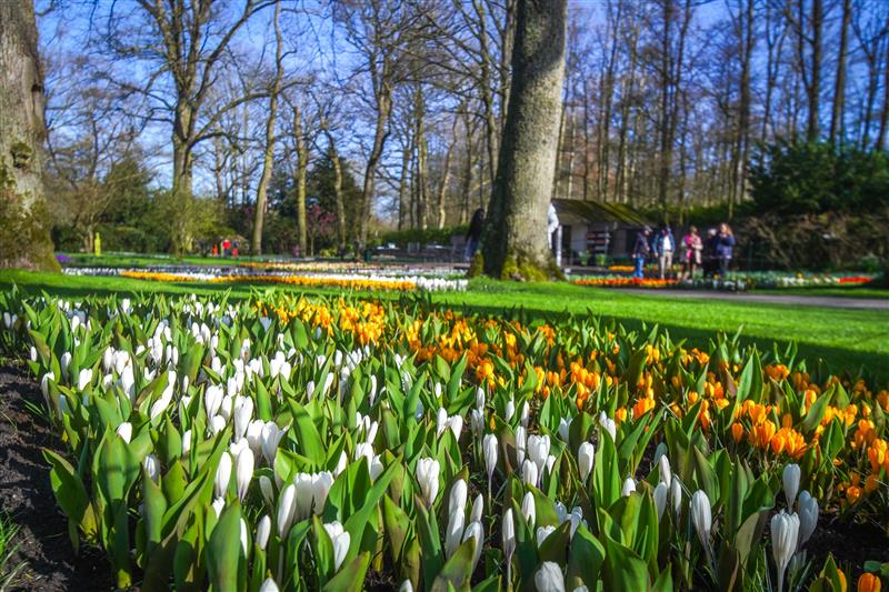 De lente is begonnen, Keukenhof is weer open!