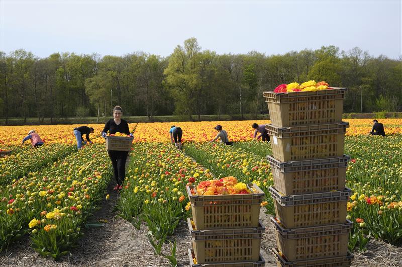 Bloemencorso zoekt hyacinten snijders en nog enkele verkeersregelaars