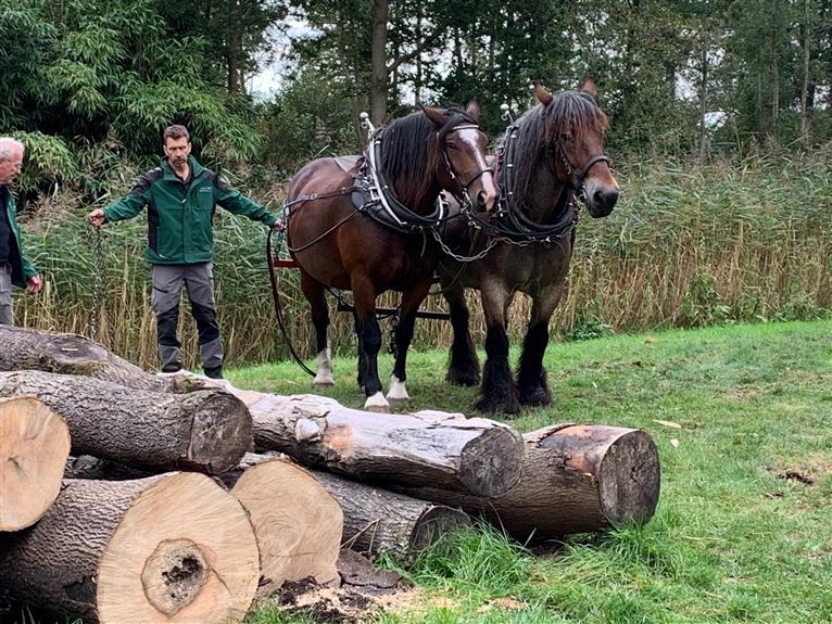 Paarden slepen met dikke boomstammen op Landgoed Keukenhof