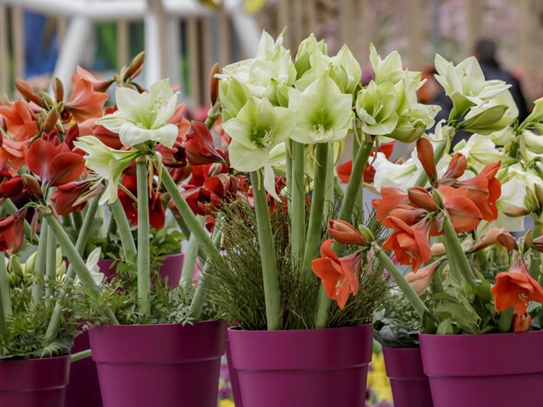 Bloemenshows verrijken kleurenpracht in Keukenhof 