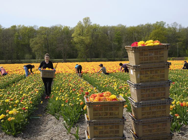 Bloemencorso zoekt hyacinten snijders en nog enkele verkeersregelaars